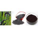 Black Rice Extract Manufacturer - Anthocyanins Powder