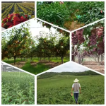 Polygonum Extract Factory - 50% Resveratrol