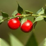 Butchers Broom Extract Supplier - 20:1 Root