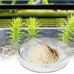 Huperzine-A Powder Manufacturer - 98% Natural