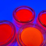 Glow Eyeshadow Supplier - Neon Pigments Loose