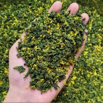 Oolong Tea Factory - Osmanthus Tieguanyin