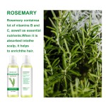 Organic Rosemary Oil Factory - Free Sample Available