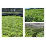 Matcha Powder Factory - EU Certified Bulk