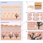 Ergothioneine Powder Supplier - Skin Care