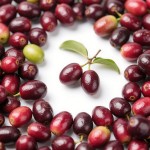 Miracle Fruit Supplier - Low Price Extract