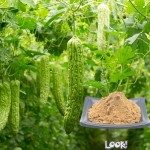 Mulberry Leaf Powder Manufacturer - Organic Extract