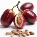 Freeze-dried Berry Factory - Best Price