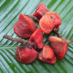 Astaxanthin Capsules Supplier - 5% Pluvialis