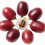 Freeze-dried Berry Factory - Best Price