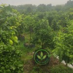 Mystery Fruit Powder Factory - Sour Taste Change