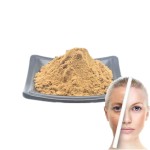 Chaga Mushroom Powder Supplier - 30% Polysaccharide