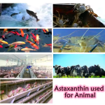 Algae Astaxanthin Manufacturer - OEM 1kg