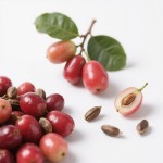 Flavor Adjust Berry Supplier - All Age Groups