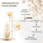 Soy Ferment Extract Supplier - Amino Acids
