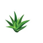 Best Selling Food Grade Water Soluble Aloe Flavor Vitamin-Rich for Dairy Drinks Bottle Drum Plastic Container Mason Jar