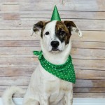 Pet Bandana Factory - New Arrive Custom Printed Soft