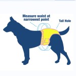 Pet Diapers Factory - China Wholesale Training Custom Cute