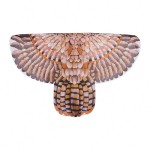 Witch Dress Supplier - OEM Purple Magic Costume with Hat