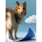 Pet Pad Factory - Super Absorbent Disposable