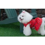 Pet Dress Manufacturer - Winter Velvet Skirt Design