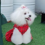 Pet Dress Manufacturer - Winter Velvet Skirt Design