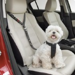 Running Belt Supplier - With Water Bottle Holder Hands Free