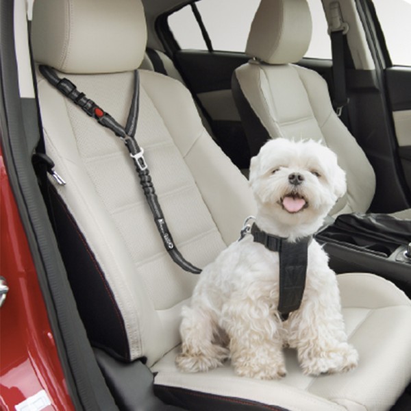 Running Belt Supplier - With Water Bottle Holder Hands Free