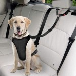 Running Belt Supplier - With Water Bottle Holder Hands Free