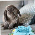 Sniffing Mat Factory - Rose Shape Rabbit Foraging Toy