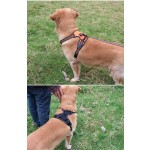 Pet Collar Supplier - Wholesale Halloween Nylon Cat Dog