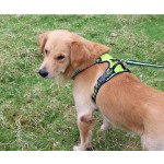 Pet Collar Supplier - Wholesale Halloween Nylon Cat Dog