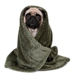 Pet Blanket Supplier - High Quality Super Soft Flannel