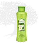 Shampoo Factory - Olive Shampoo Private Label Hair Care Shampoo