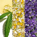 Lavender Spray Supplier - Facial Moisturizing Brightening Toner Full English