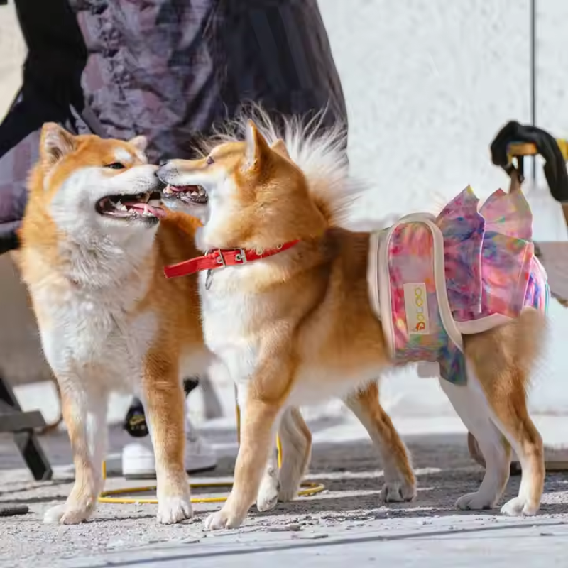 Dog Shorts Manufacturer - Reusable Washable Durable Comfortable Stylish