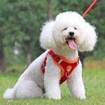 Pet Collar Supplier - Luxury Custom Printed Cotton Multi-Color