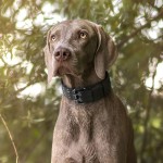 Dog Collar Factory - Custom Training Adjustable Nylon