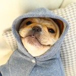 White Teddy Manufacturer - Wholesale Plush Mini