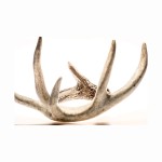 Red Deer Antlers Supplier - Natural Whole Antlers For Sale