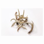 Red Deer Antlers Supplier - Natural Whole Antlers For Sale