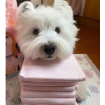 Pet Pee Pad Factory - Deodorant Super Absorbent