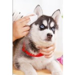 Pet Wipes Supplier - Grooming Ear Eye Canister