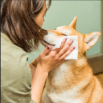 Pet Wipes Supplier - Grooming Ear Eye Canister