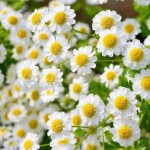 美容护肤洋甘菊精华液洋甘菊萃取液