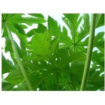木瓜叶提取物粉绿色木瓜粉木瓜叶粉