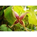 Man Power Horny Goat Weed Extract Epimedium Extract Powder Icariin