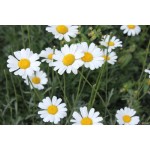 除虫菊萃取物无环除虫菊萃取物25% 50%除虫菊油除虫菊萃取物
