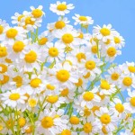 美容护肤洋甘菊精华液洋甘菊萃取液