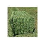 Alfalfa Hay Manufacturer - Top Grade Nutritious